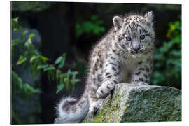 Cuadro de plexi-alu  snow leopard 