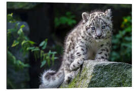 Magnettafel Schneeleopard