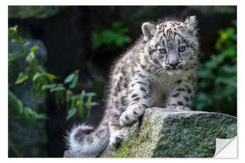 Adesivo murale Leopardo delle nevi