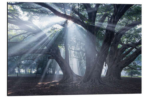 Aluminiumsbilde Light rays at sunrise in a forest