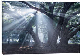 Canvas print Light rays at sunrise in a forest