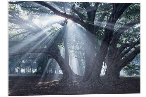 Gallery print Light rays at sunrise in a forest