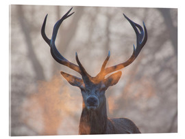 Tableau en verre acrylique  Cerf au lever du jour à Richmond Park - Alex Saberi