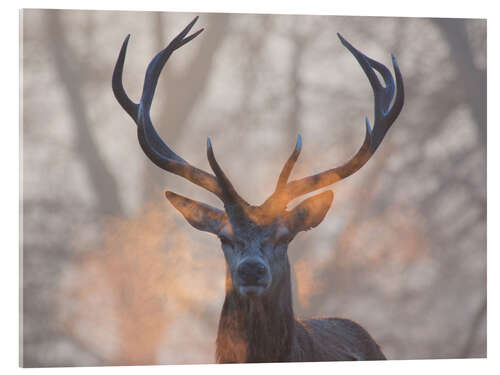 Acrylic print Stag breath at sunrise, Richmond park