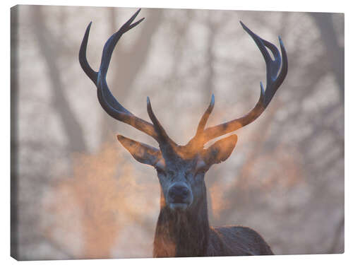 Canvas print Ademende hert bij zonsopgang, Richmond park