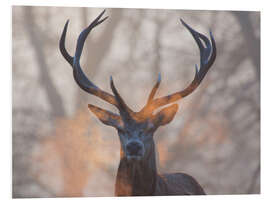 Foam board print Stag breath at sunrise, Richmond park