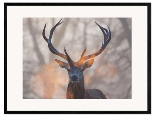 Kehystetty taidepainatus Stag breath at sunrise, Richmond park