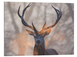 Gallery print Stag breath at sunrise, Richmond park