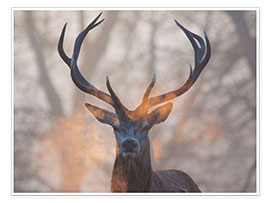 Stampa  Respiro di un cervo al tramonto nel Richmond Park - Alex Saberi