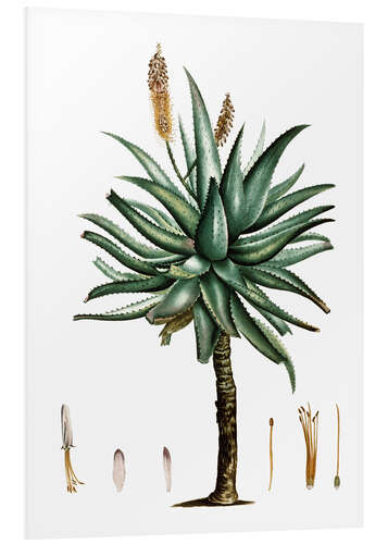 Foam board print Cape Aloe (Aloe ferox)