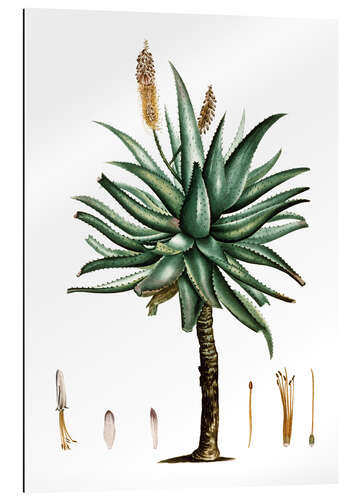 Tableau en plexi-alu Aloès du Cap (Aloe ferox)