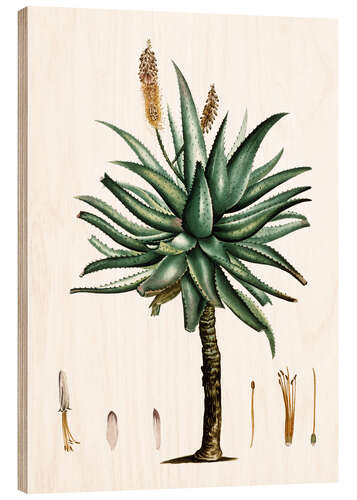 Wood print Cape Aloe (Aloe ferox)