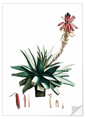 Sticker mural Aloe glauca