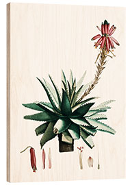 Wood print Aloe glauca