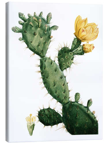 Tableau sur toile Cactus raquette (Opuntia)