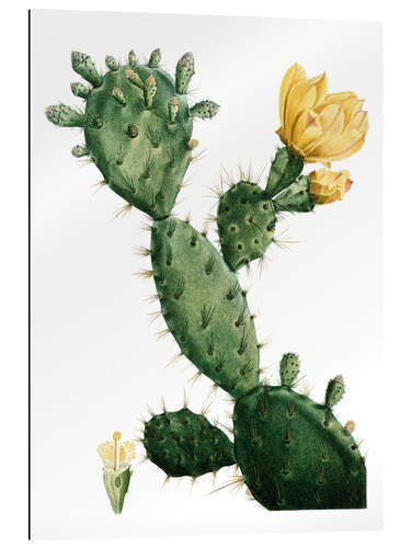 Gallery print Opuntia