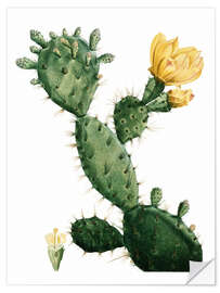 Sticker mural Cactus raquette (Opuntia)