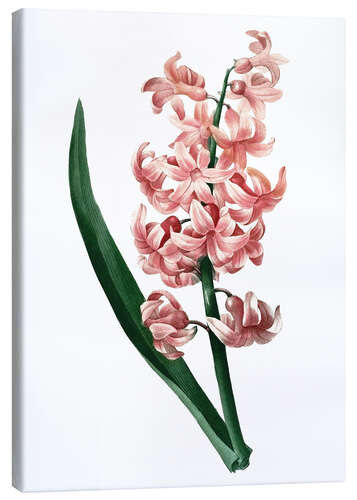Canvas-taulu Orient Red Hyacinth