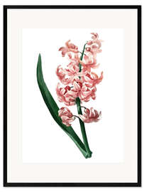 Plakat artystyczny premium w ramie Orient Red Hyacinth