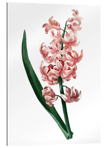 Galleritryck Orient Red Hyacinth