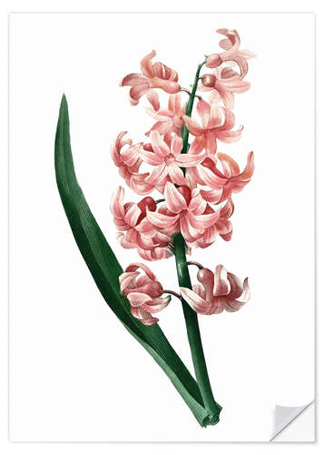 Wall sticker Orient Red Hyacinth