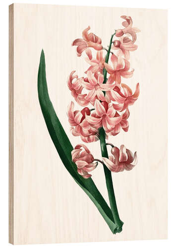 Puutaulu Orient Red Hyacinth