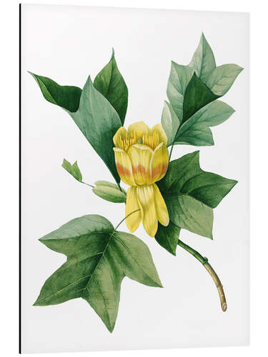 Aluminium print tulip tree