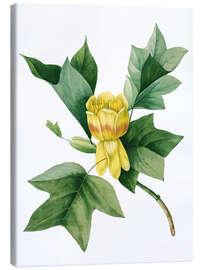 Canvastavla  tulip tree - Pierre Joseph Redouté