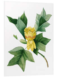 Foam board print tulip tree