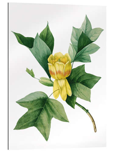 Gallery print tulip tree