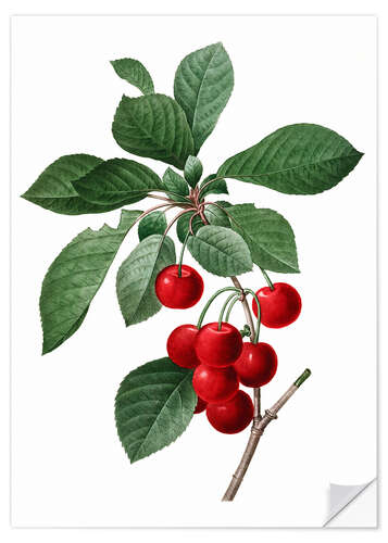 Autocolante decorativo cherry