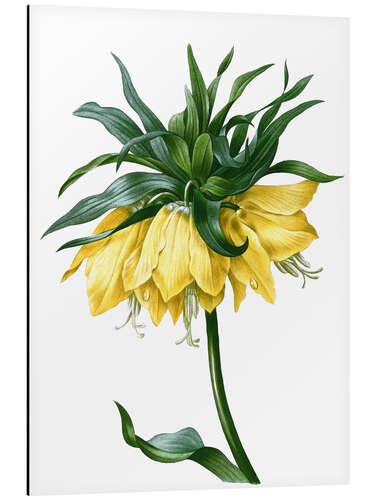 Aluminiumtavla fritillaria imperialis