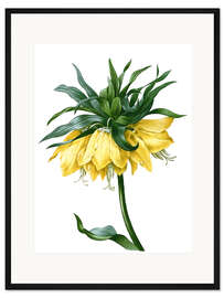 Gerahmter Kunstdruck fritillaria imperialis