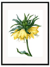 Plakat artystyczny premium w ramie fritillaria imperialis