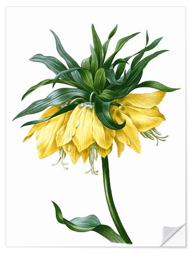 Naklejka na ścianę fritillaria imperialis