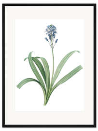 Gerahmter Kunstdruck Atlantisches Hasenglöckchen