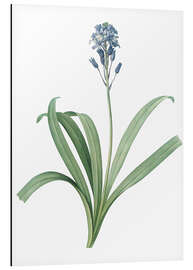 Magnettafel Atlantisches Hasenglöckchen