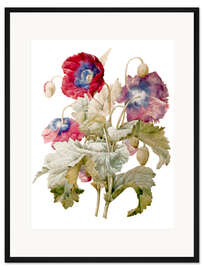 Gerahmter Kunstdruck Mohn