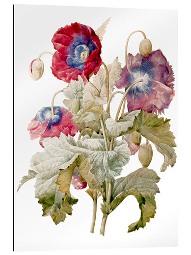 Gallery print Poppy