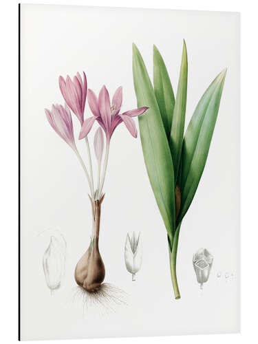 Aluminium print Autumn crocus