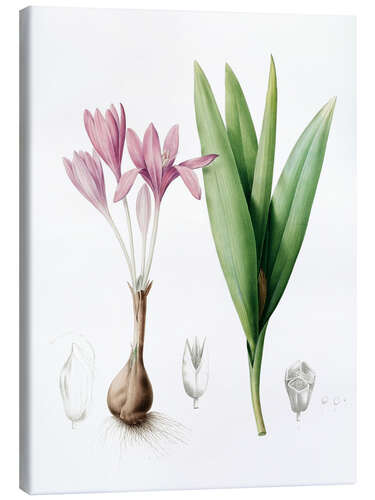 Canvas print Autumn crocus