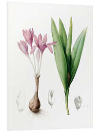 Foam board print Autumn crocus