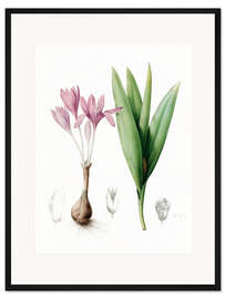 Gerahmter Kunstdruck Herbstzeitlose