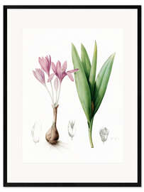 Stampa artistica con cornice Autumn crocus