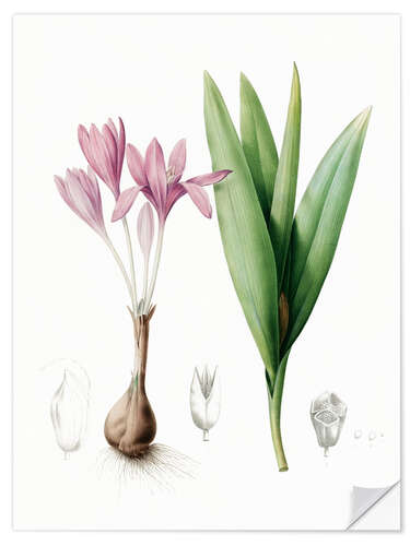 Wall sticker Autumn crocus