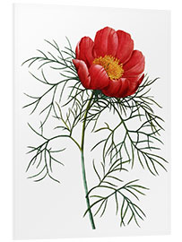 Foam board print Poppy I