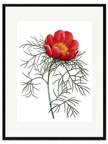 Framed art print Poppy I