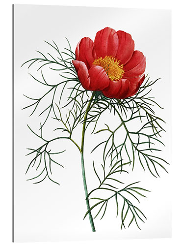 Galleriprint Poppy I