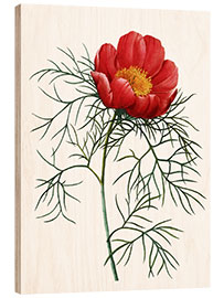 Wood print Poppy I