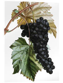 Akryylilasitaulu  Grape Muscat Noir - Pierre Joseph Redouté